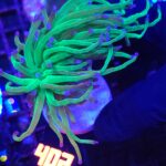 Euphyllia glabrescens green blue tip 1h (402)