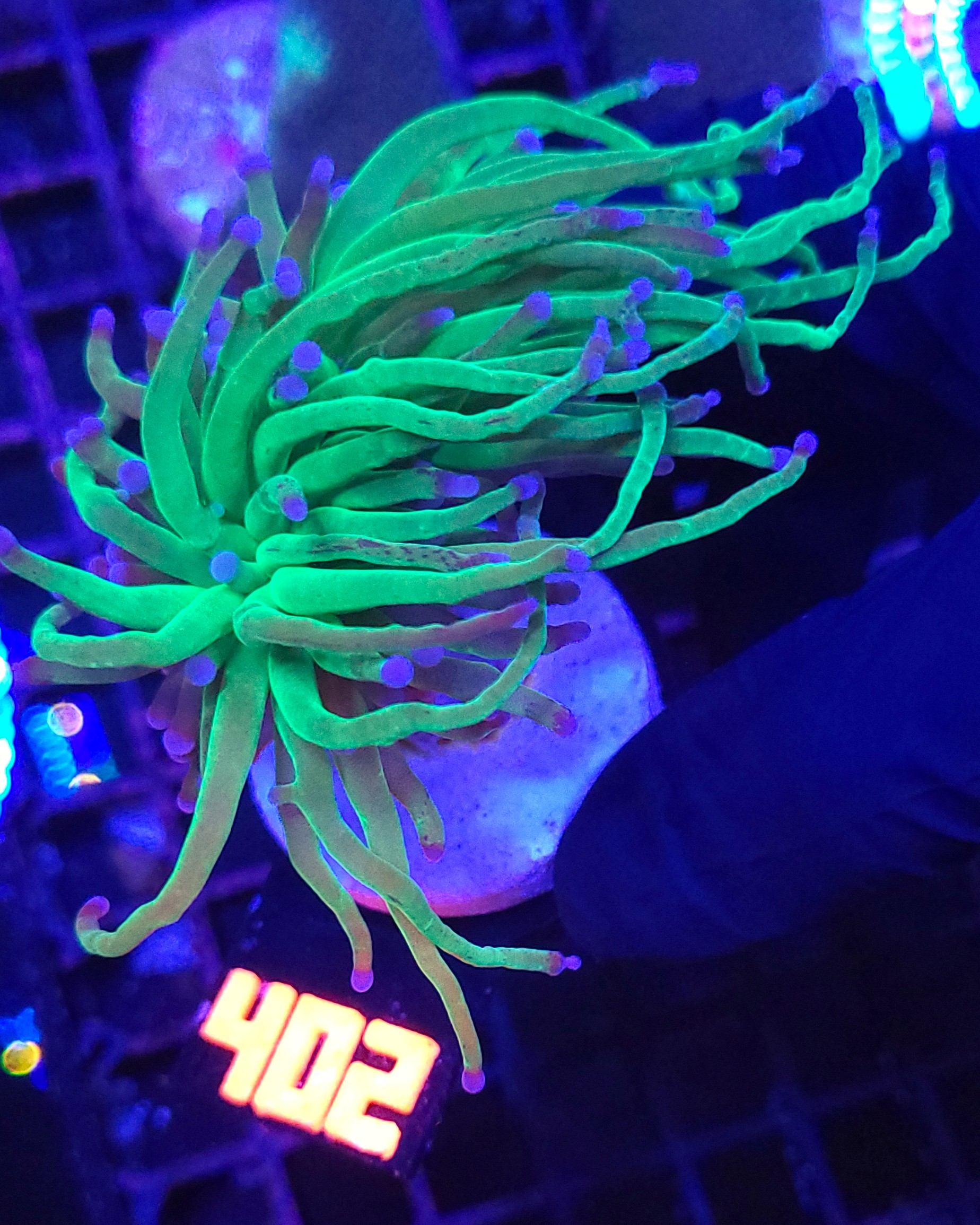 402 Euphyllia glabrescens green blue tip 1h (402) - obrazek 1