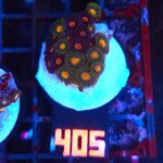 Zoanthus (405)