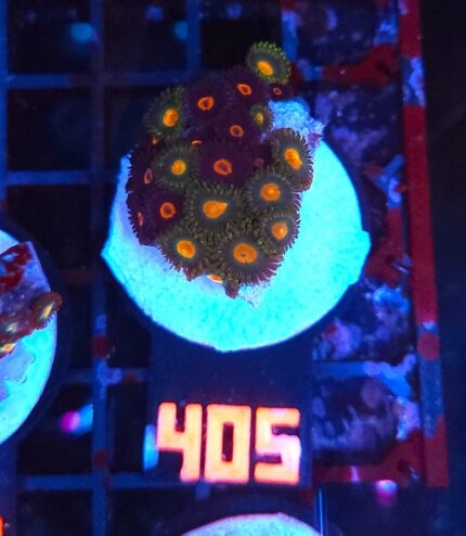 Zoanthus (405)