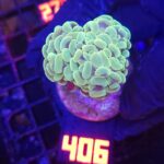 Euphyllia paraancora 1h (406)
