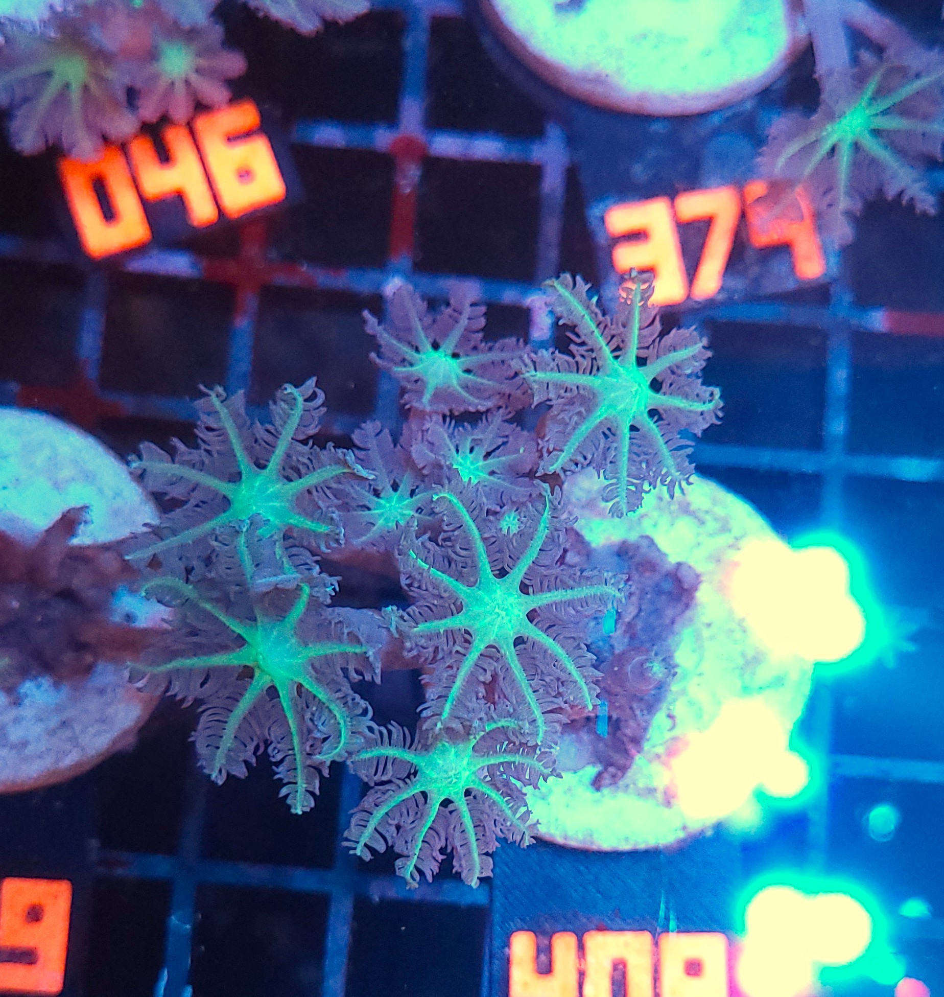 408 Clavularia Papaya (408) - obrazek 1