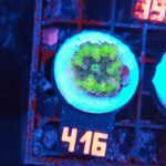 Ricordea yuma fluo (416)