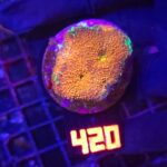 Acanthastrea Honey Gold (420)