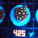 Zoanthus (425)