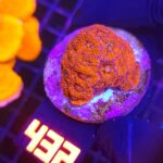 Acanthastrea Neon Red (432)