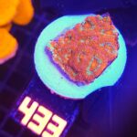Acanthastrea Neon Red (433)