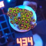 Zoanthus (434)