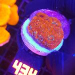 Acanthastrea Neon Red (434)