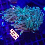 Euphyllia glabrescens Light Blue Tip 2h (435)