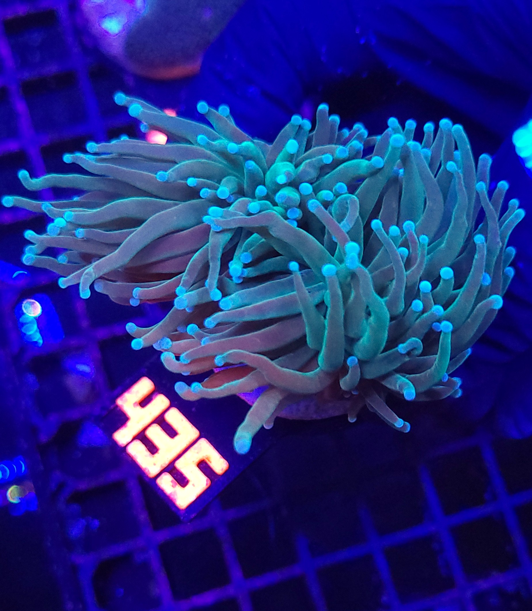 435 Euphyllia glabrescens Light Blue Tip 2h (435) - obrazek 1