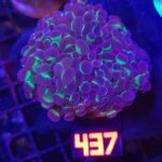 Euphyllia paraancora Purple tip 4h (437)
