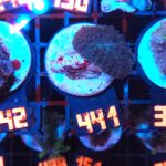 Rhodactis inchoata (441)