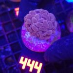 Euphyllia paraancora 1h (444)