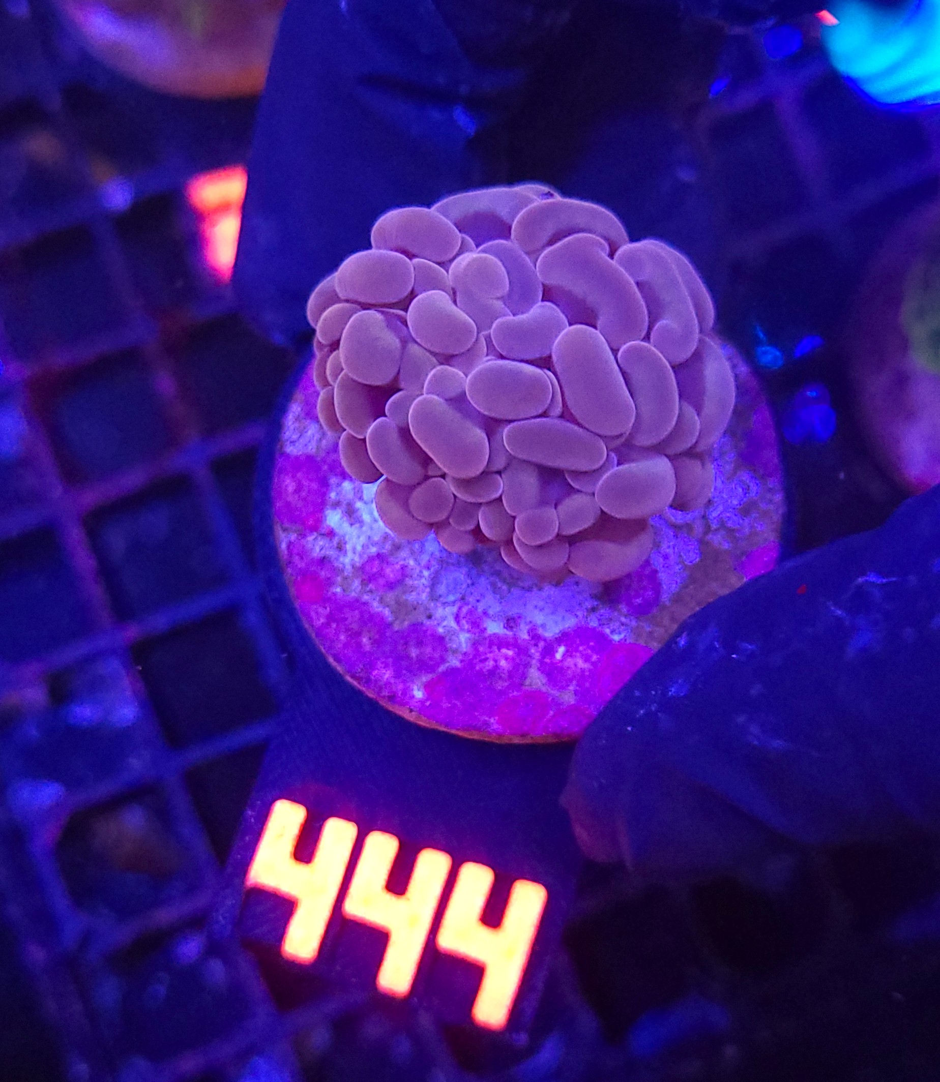 444 Euphyllia paraancora 1h (444) - obrazek 1