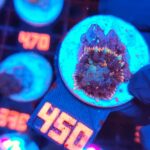Rhodactis Blue - Orange Rim (450)