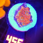 Acanthastrea Neon Red (456)