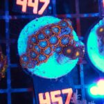 Zoanthus (457)