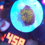 Ricordea yuma gold (458)