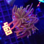 Euphyllia glabrescens „24K” 2h (460)