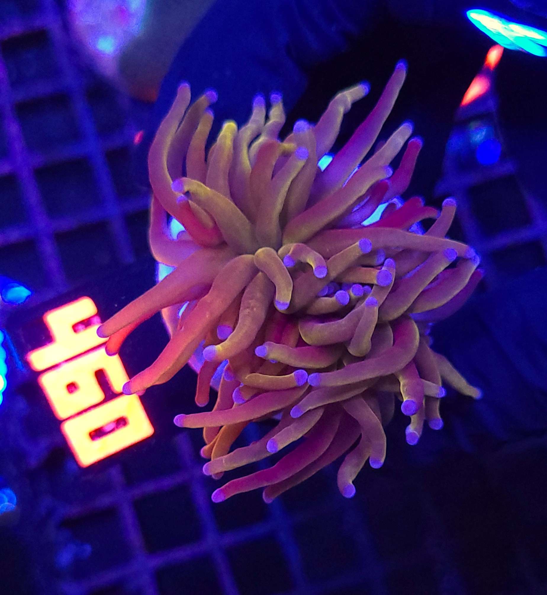 460 Euphyllia glabrescens „24K” 2h (460) - obrazek 1
