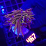 Euphyllia glabrescens „24K” 1h (467)