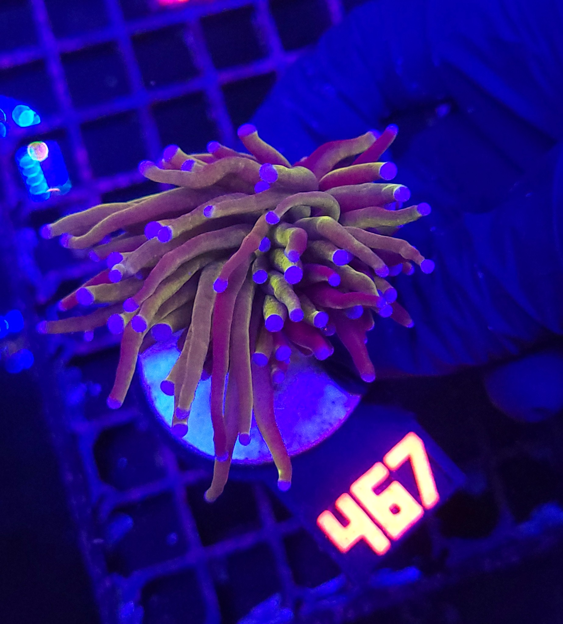 467 Euphyllia glabrescens „24K” 1h (467) - obrazek 1