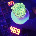 Euphyllia paraancora 1h (469)