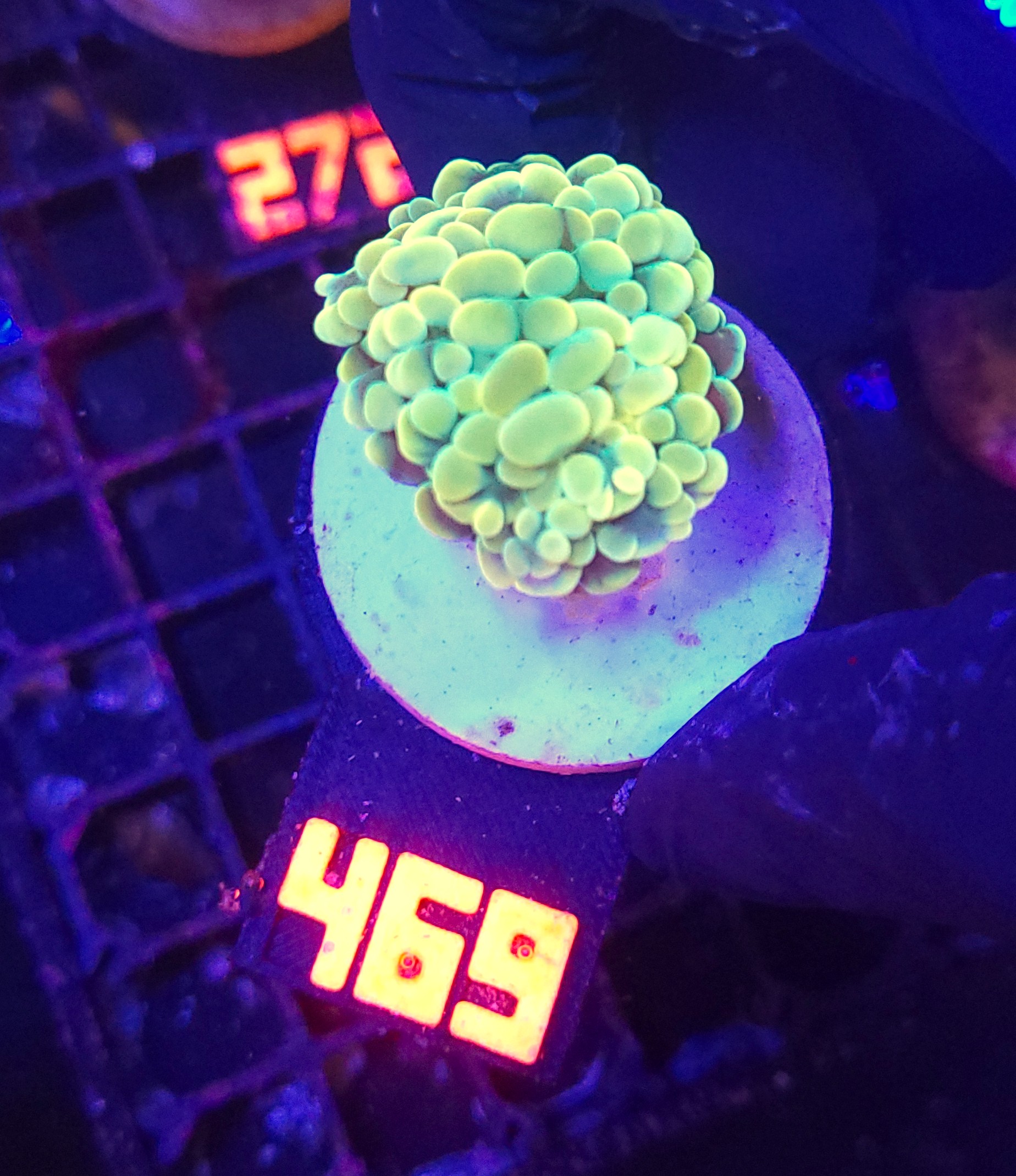 469 Euphyllia paraancora 1h (469) - obrazek 1