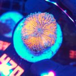Ricordea yuma ultra orange (470)