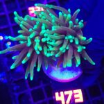 Euphyllia glabrescens dragon soul 2h (473)