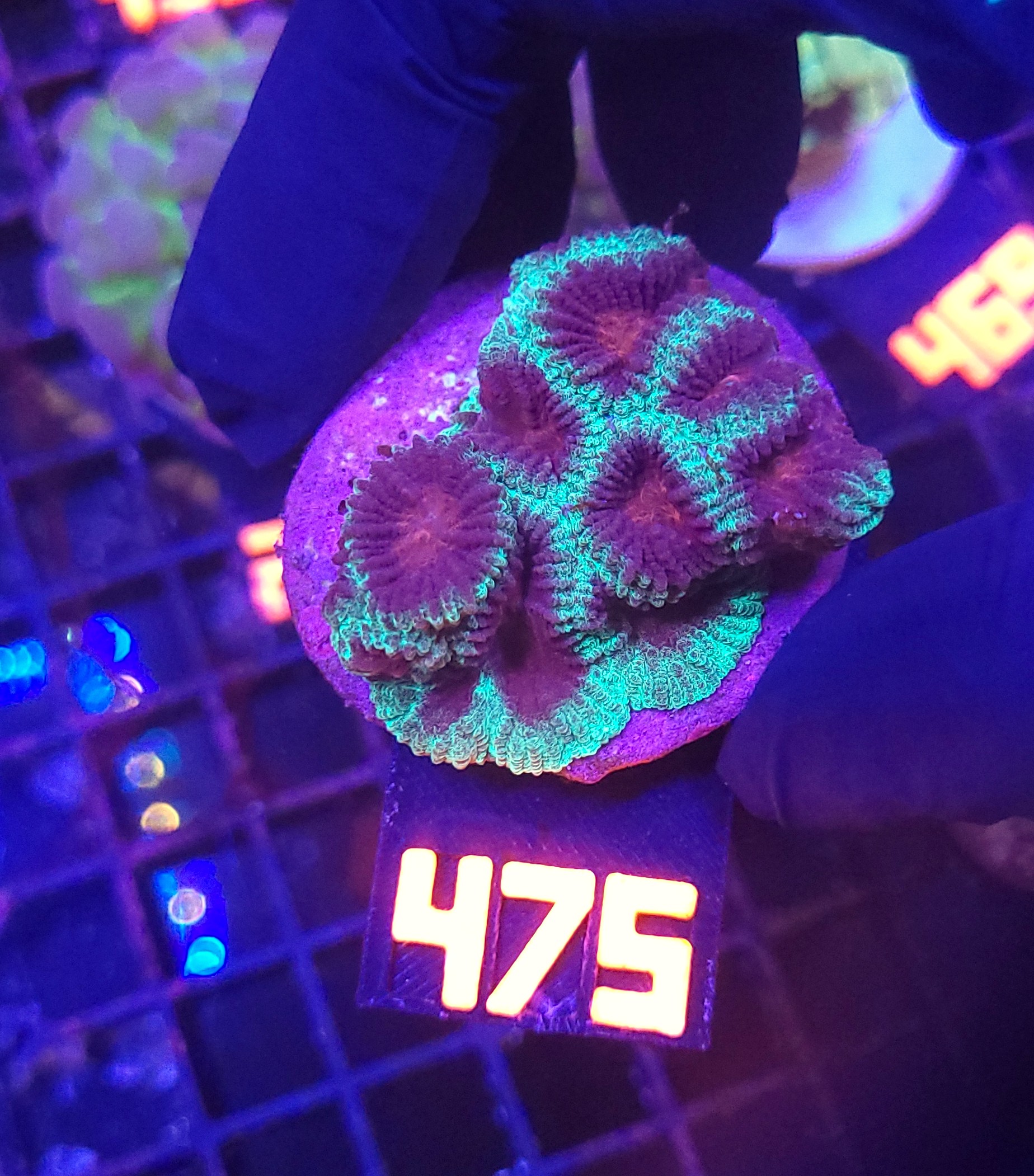 475 Favia pallida "Moon" (475) - obrazek 1
