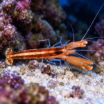 Alpheus formosus