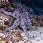 Ośmiornica Octopus sp. (Abdopus cf. aculeatus)