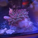 Entacmaea quadricolor Purple Tip (rozm. S/M)