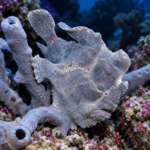 Antennarius dorenhensis